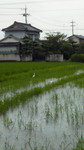 200908101146000.jpg