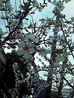 201003261747000.jpg