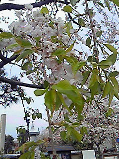 201004111630000.jpg